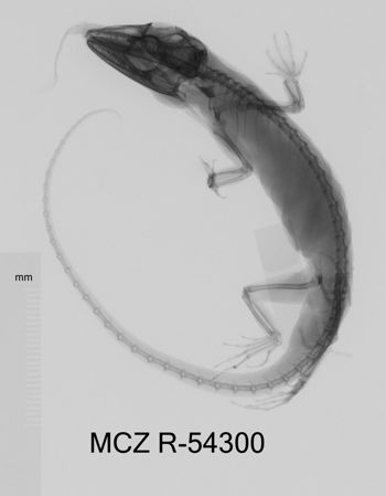 Media type: image;   Herpetology R-54300 Aspect: dorsoventral x-ray